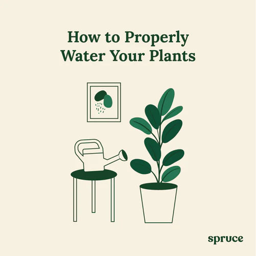 Not Too Much, Not Too Little: How To Properly Water Your Plants 