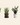 Low-light tolerant plants