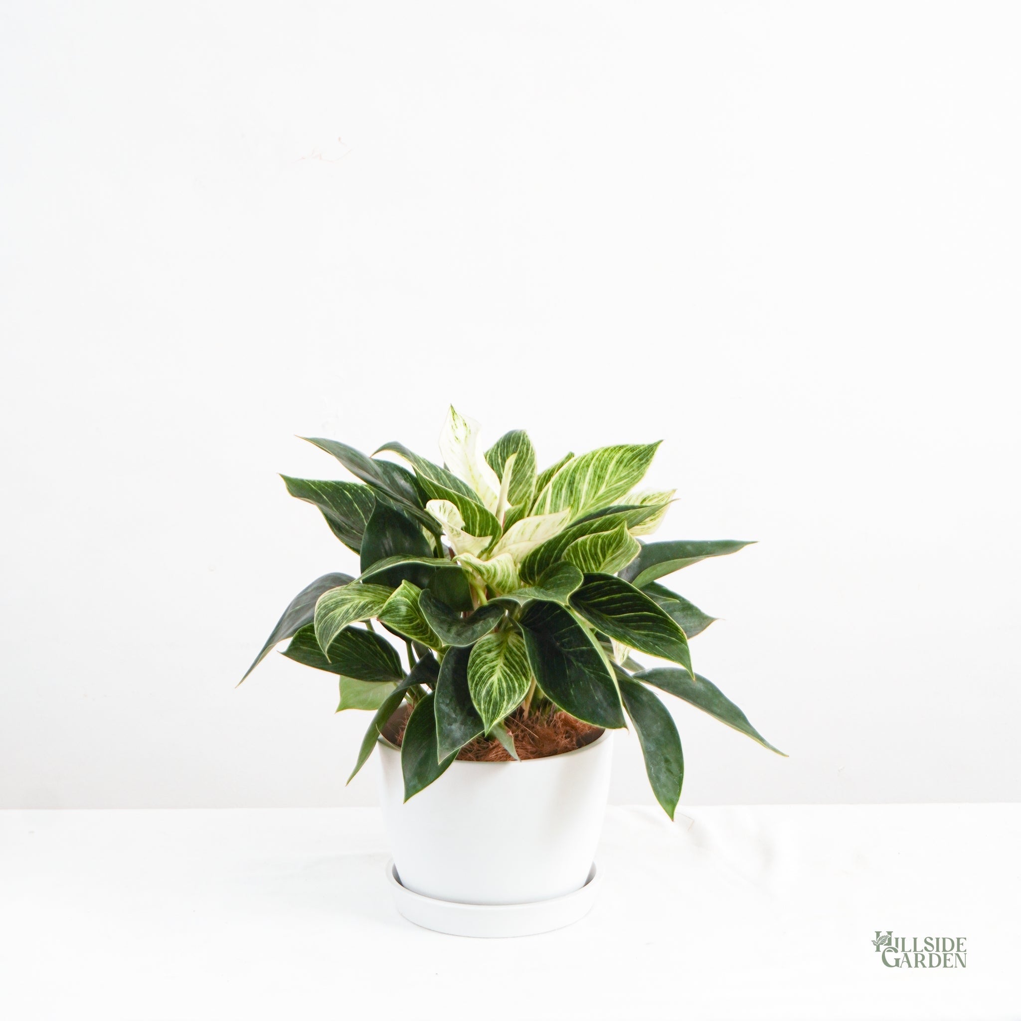 philodendron birkin price philippines Philodendron Birkin (S) – Hillside Garden