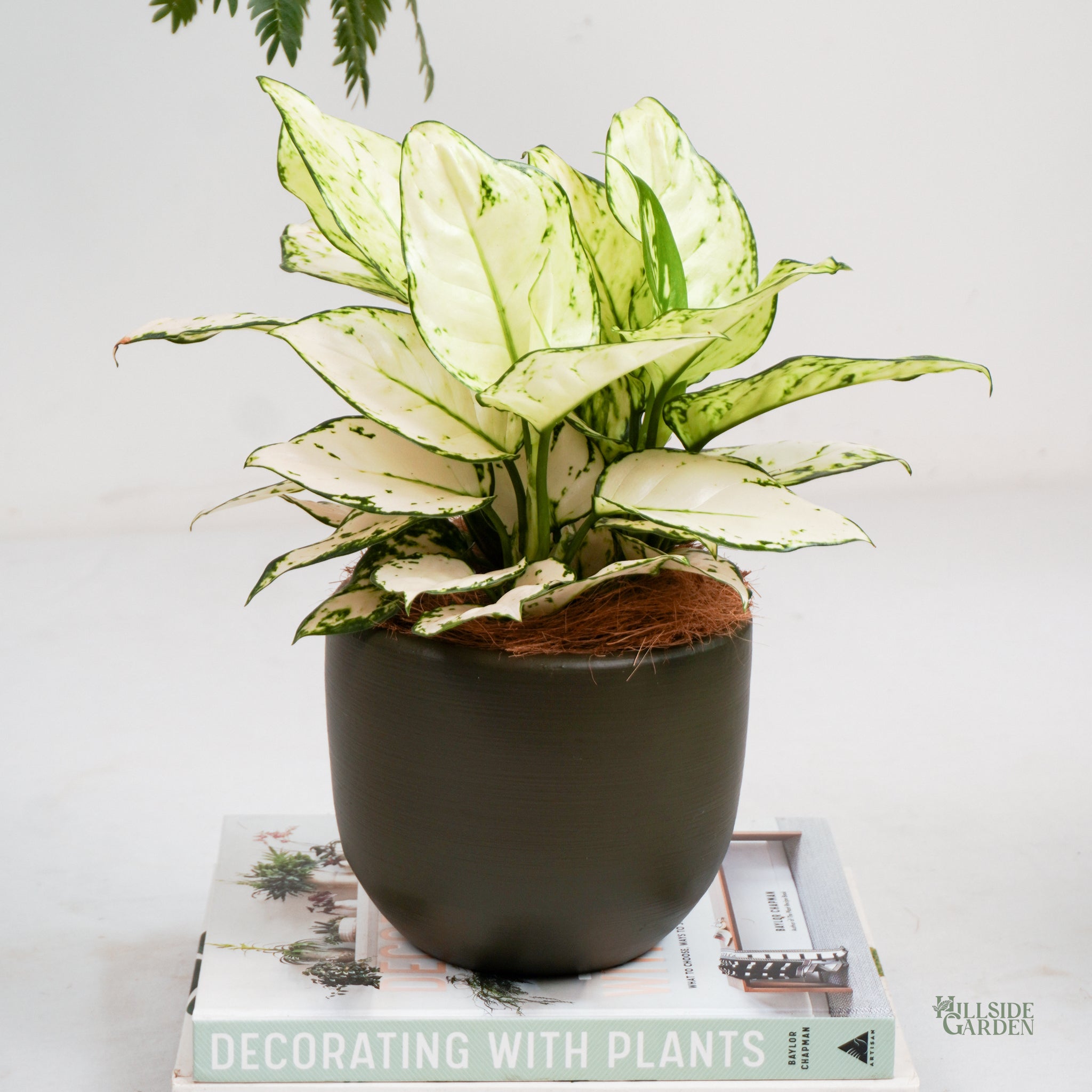 aglaonema indoor plants philippines Aglaonema Super White