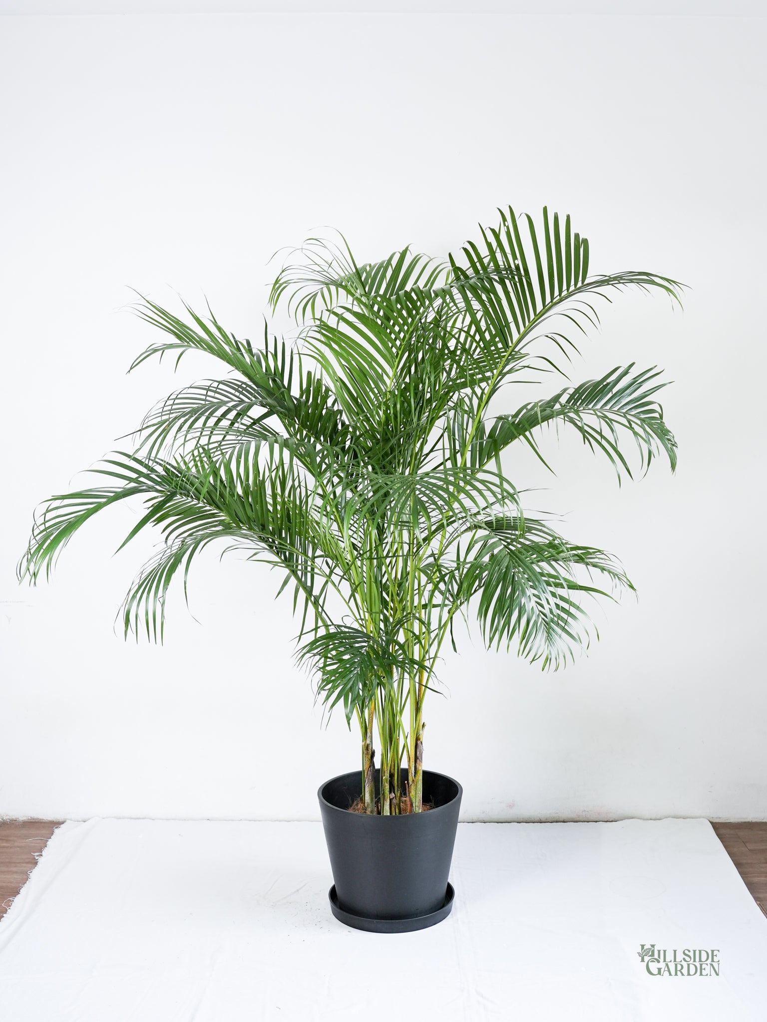 palmera indoor plant Areca Palm (L)