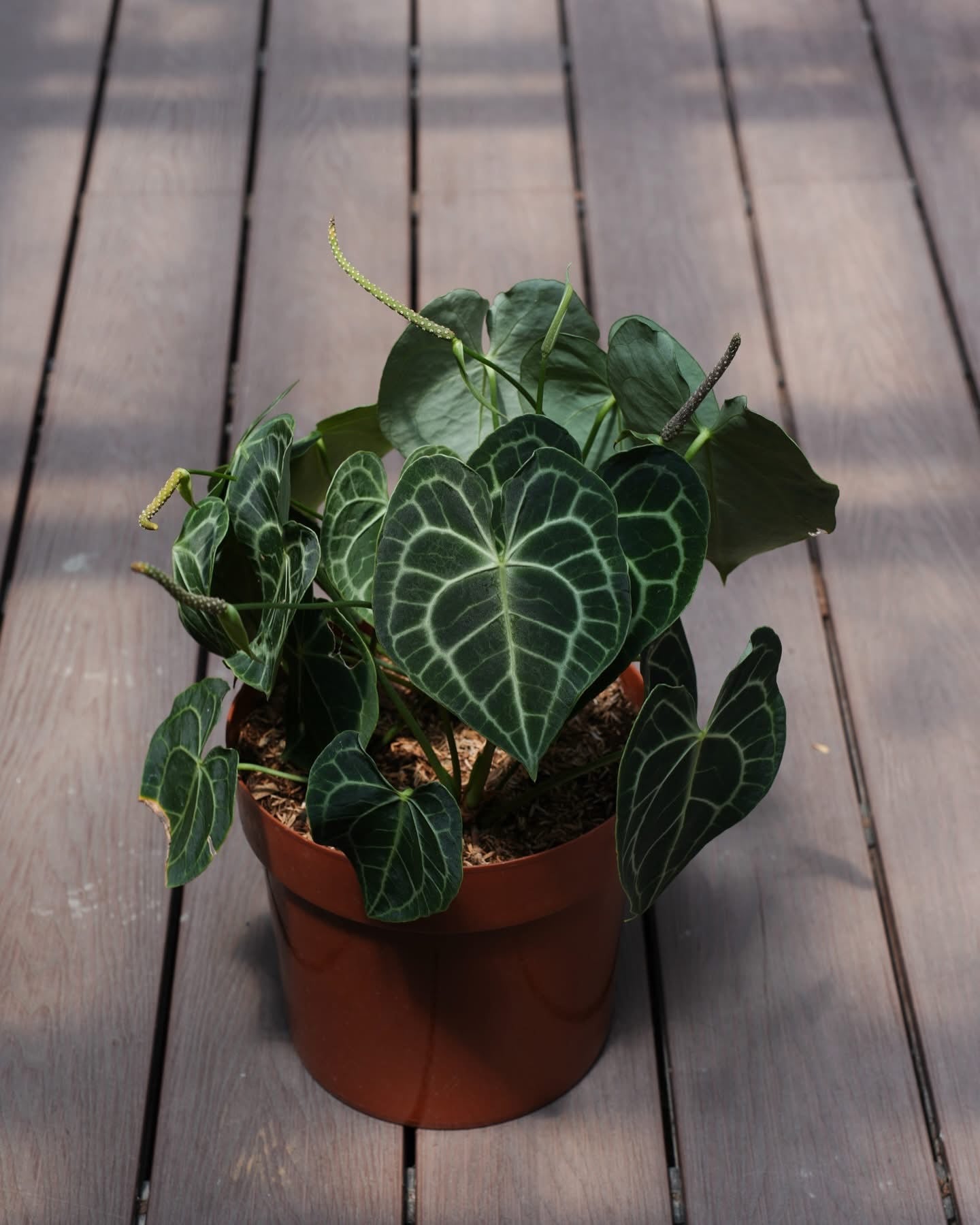 anthurium clarinervium sale Anthurium Clarinervium (S1)