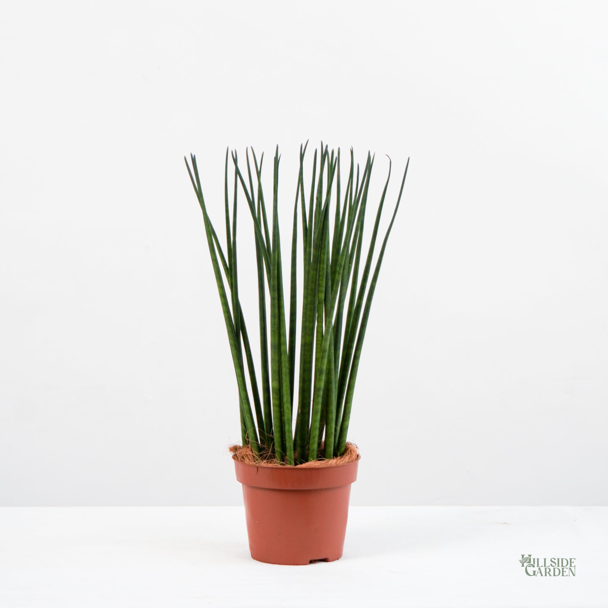 sansevieria bacularis common name Sansevieria Bacularis (S)
