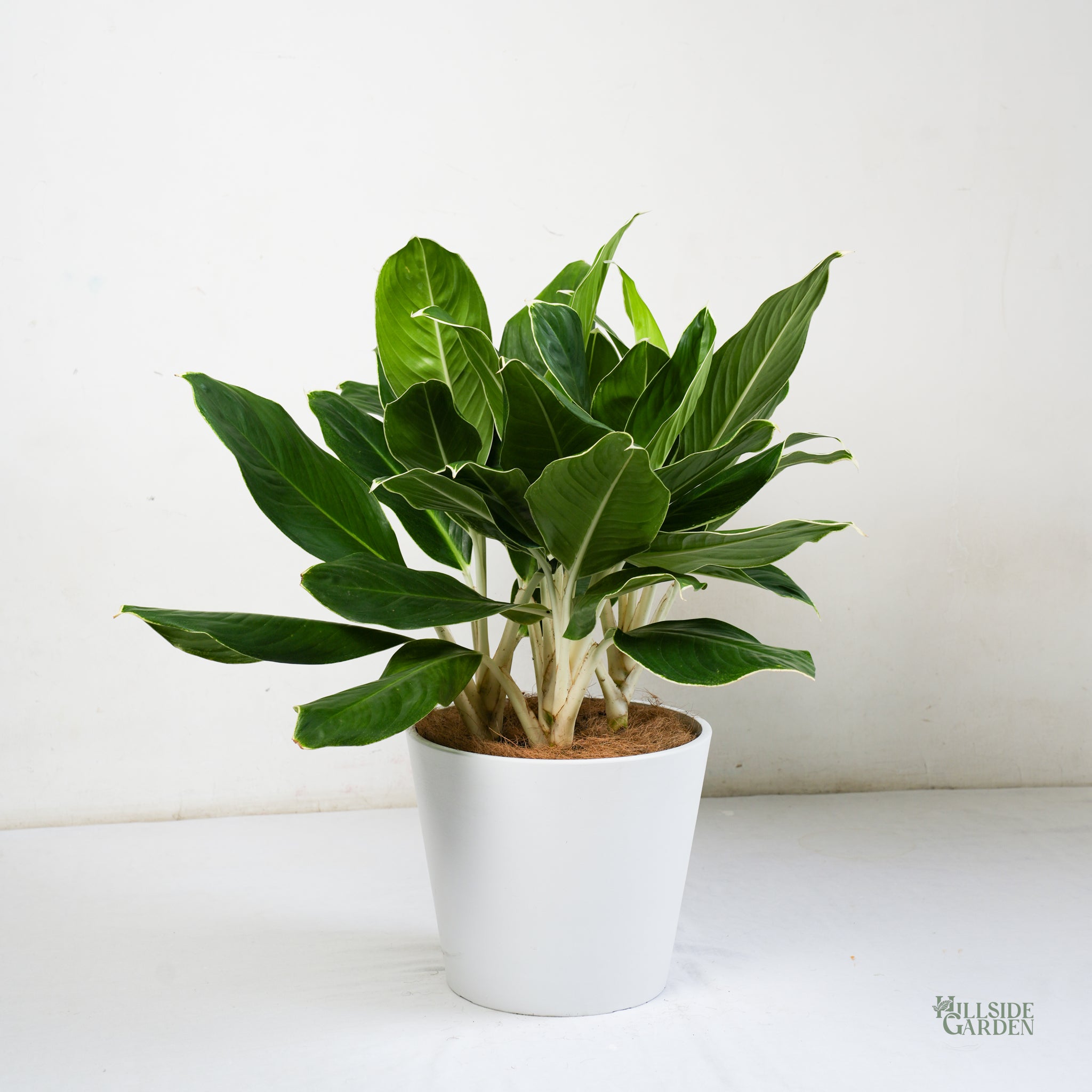 aglaonema white edge Aglaonema White Edge (L)