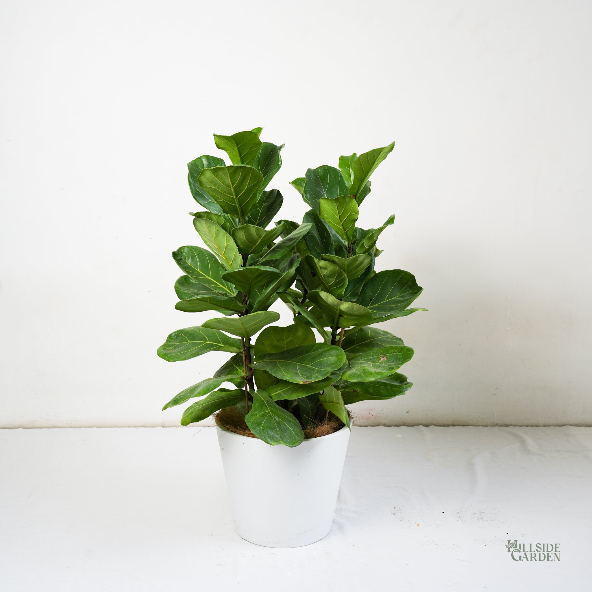 fiddle leaf fig tree philippines Fiddle Leaf Fig Classic 'Column' (L)