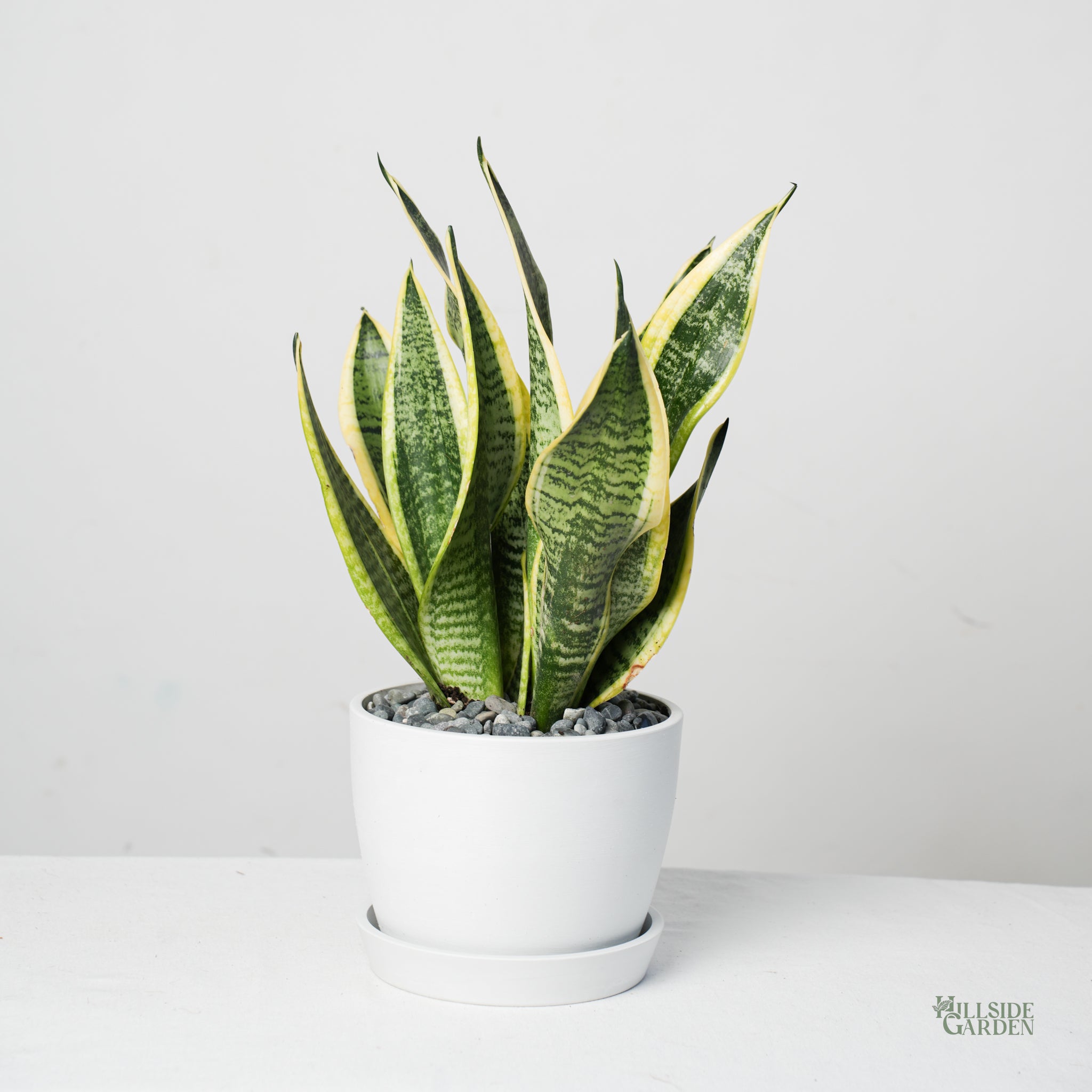snake plant price philippines Snake Plant Variegated (S)