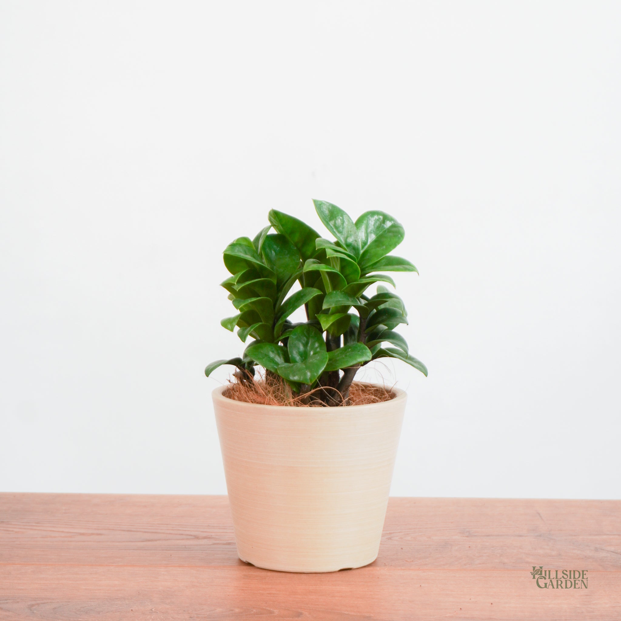 zenzi zz plant Zenzi Zz (XS)