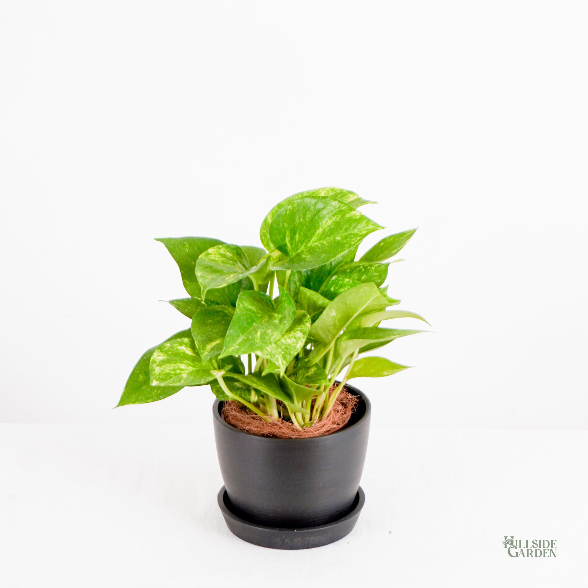 golden pothos philippines Golden Pothos (S)