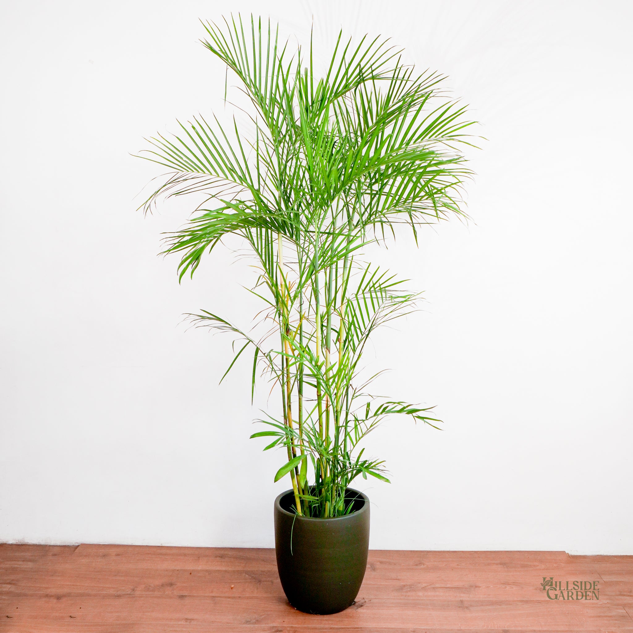 bamboo palm plant indoor Bamboo Palm (L)