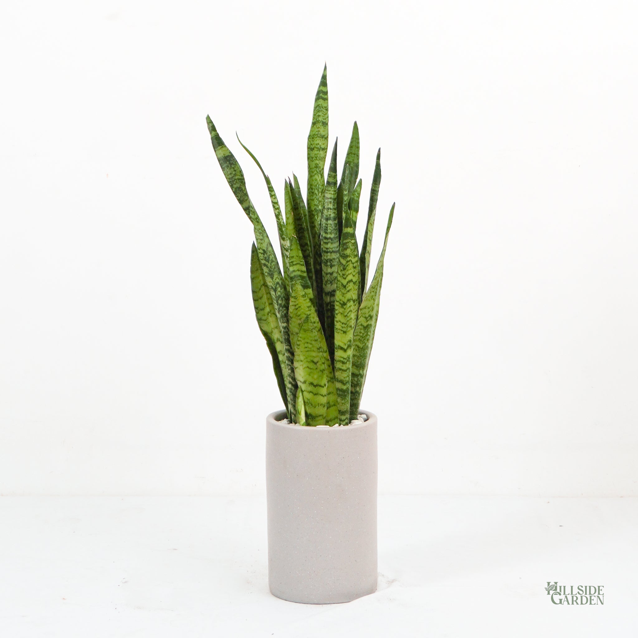 buy snake plant philippines Snake Plant (M)