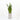 Snake Plant (M)