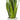 Snake Plant (M)