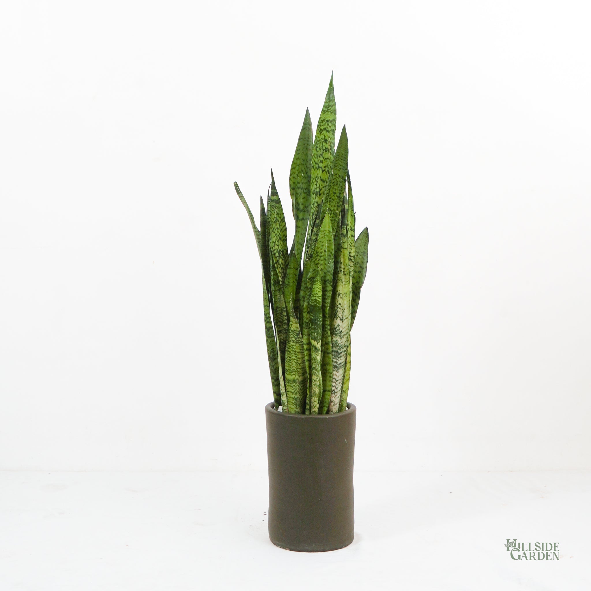snake plant ph Snake Plant (L)