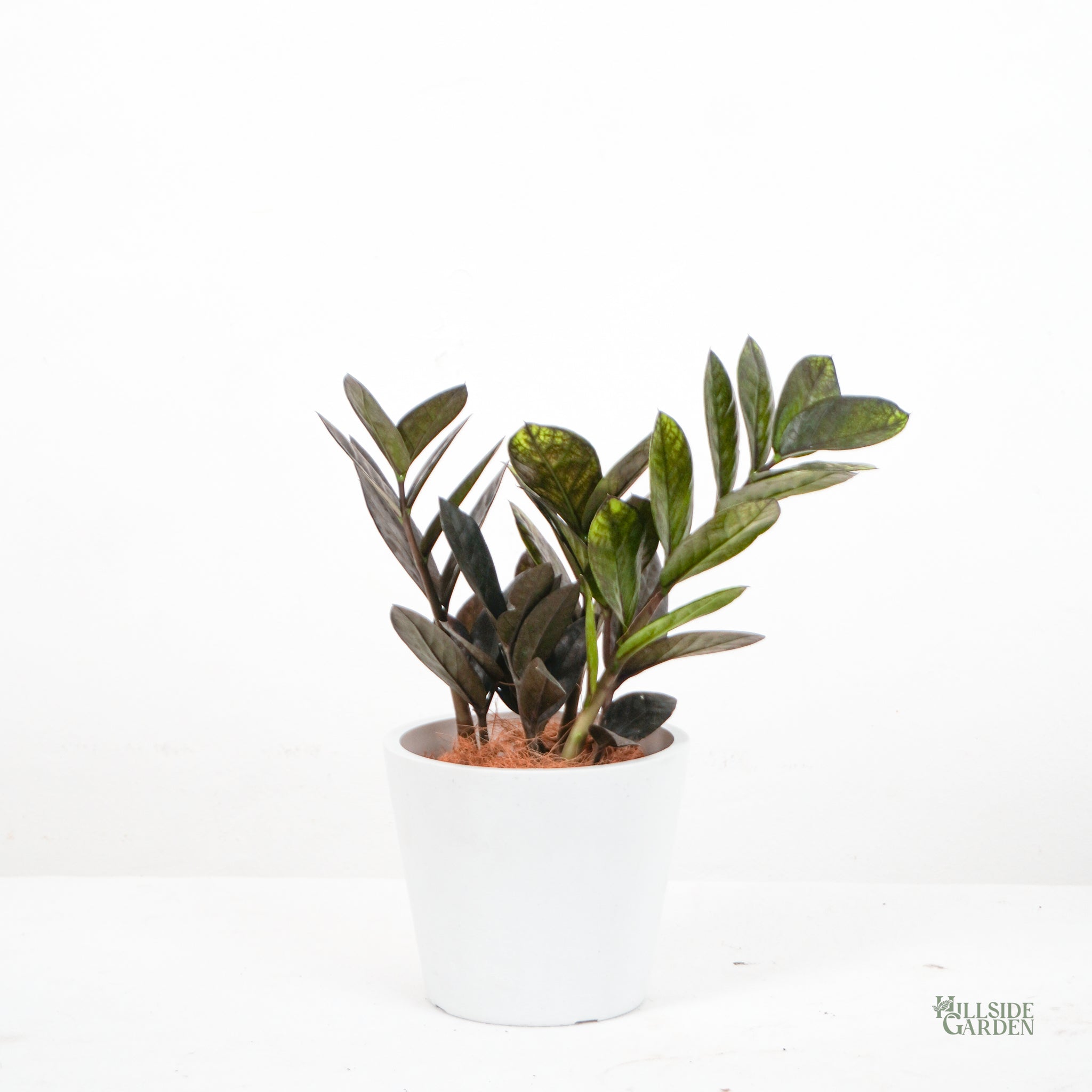 raven zz plant for sale philippines Zz Raven (XS)