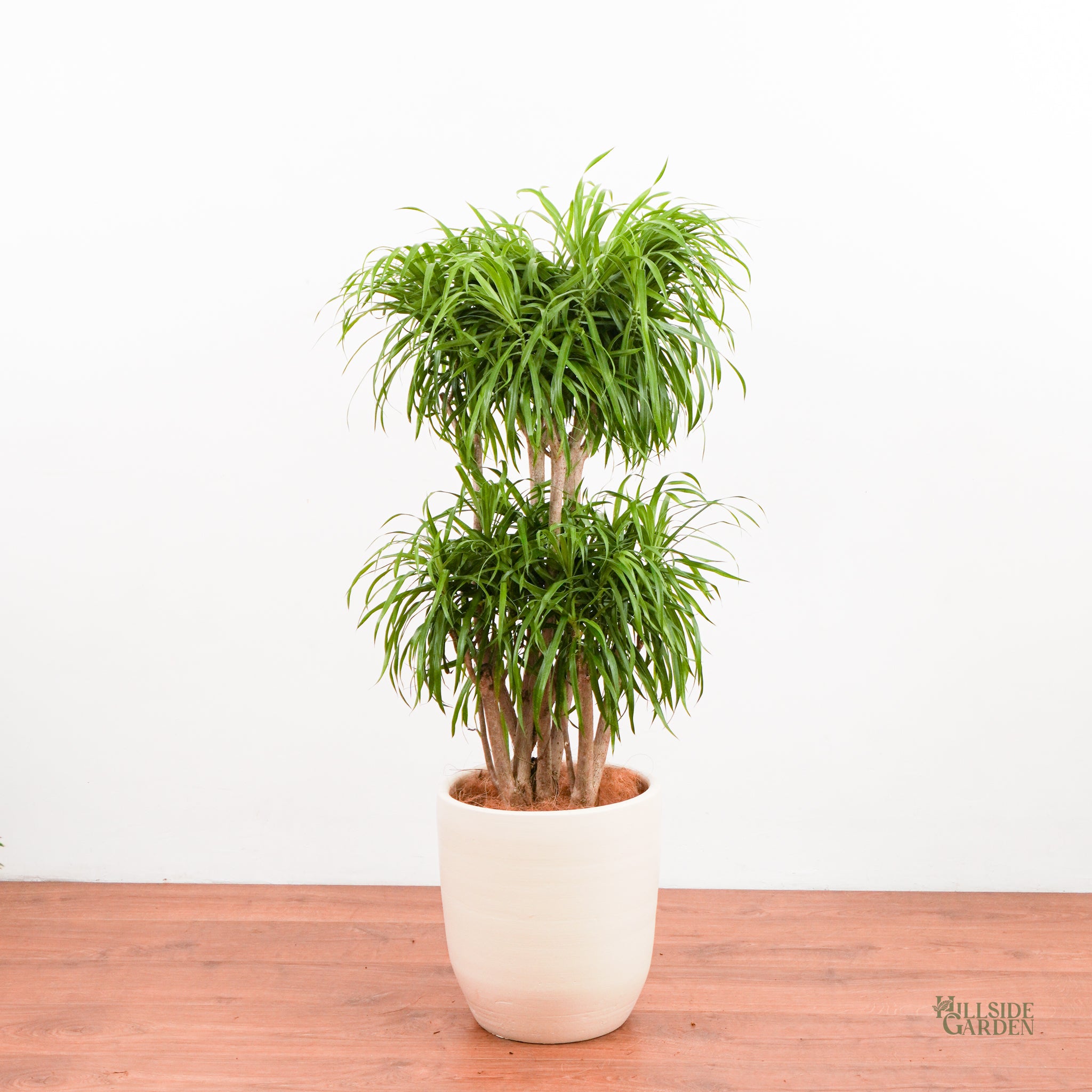 dracaena pleomele anita Dracaena Anita (L)