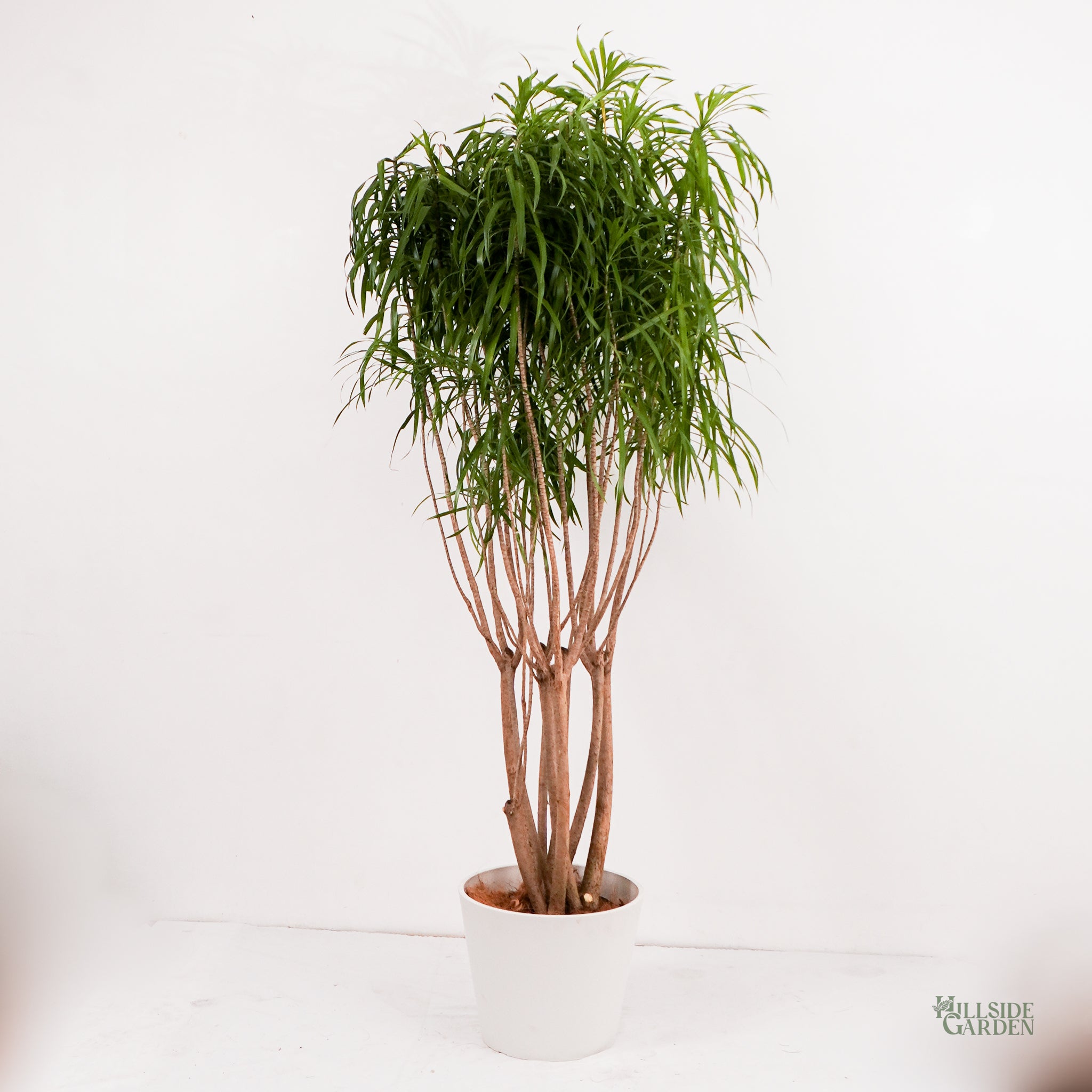 dracaena anita care Dracaena Anita (XL) – Hillside Garden