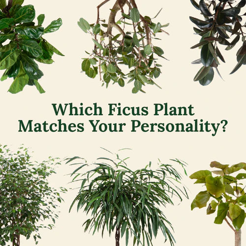 Which Ficus Plant Matches Your Personality?