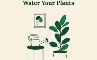 Not Too Much, Not Too Little: How To Properly Water Your Plants