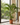 Tall plants