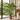 Tall plants