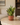 Tabletop plants