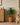 Pet-friendly plants