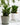Aglaonema