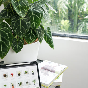 Anthurium Crystallinum
