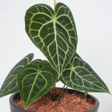 Anthurium Clarinervium (M)