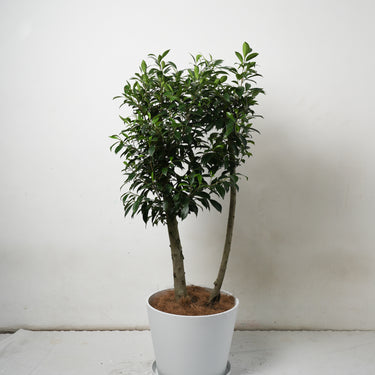 Ficus Nitida #A3