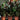 Burgundy Rubber Tree 'Column' (M)