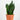 Sansevieria Silver Flame