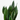Sansevieria Silver Flame