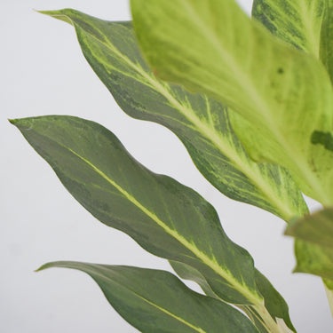 Aglaonema Ghost