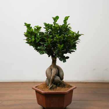 Ficus Ginseng