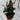 Burgundy Rubber Tree 'Column' (M)