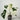 Monstera Albo #2