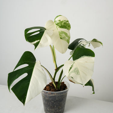 Monstera Albo #2