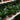 Peperomia Obtusifolia (S)