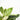 Philodendron Birkin (S)