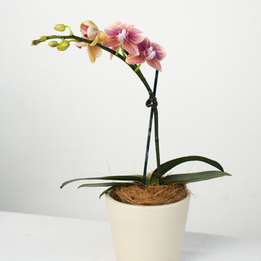 Orchids 'single' (S)