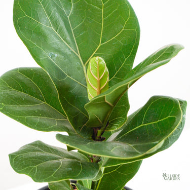 Fiddle Leaf Fig 'Bambino' (S)