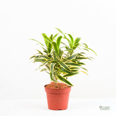 Dracaena Song of Korea (S1)