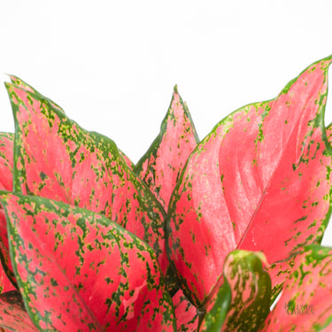 Aglaonema Pink Lady