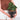 Anthurium Clarinervium (S1)