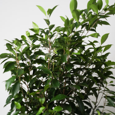 Ficus Nitida #A3