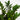 Zz Plant (L)