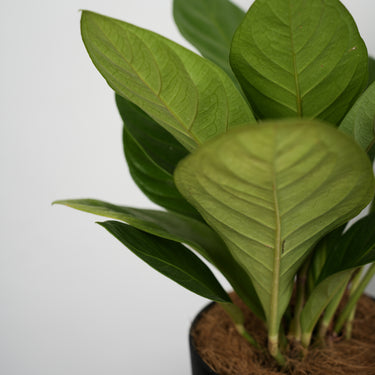 Anthurium Jenmani