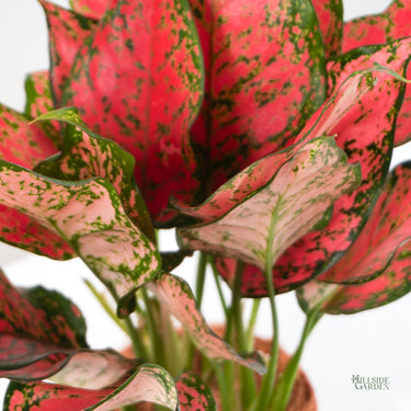 Aglaonema Pink Lady