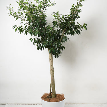 Ficus Nitida #A1